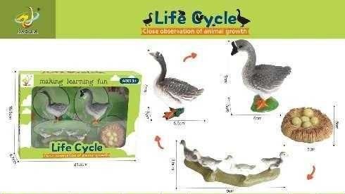 161112-1 Εκπαιδευτικό σετ Πάπιες - Life Cycle - 161112